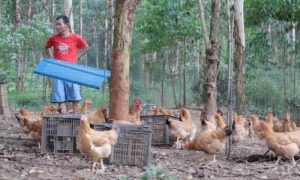 陈翠练丈夫在养鸡。